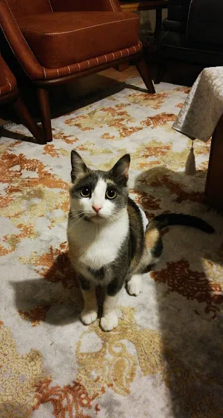 AYDIN LATMOS VETERİNER KLİNİĞİ foto 2