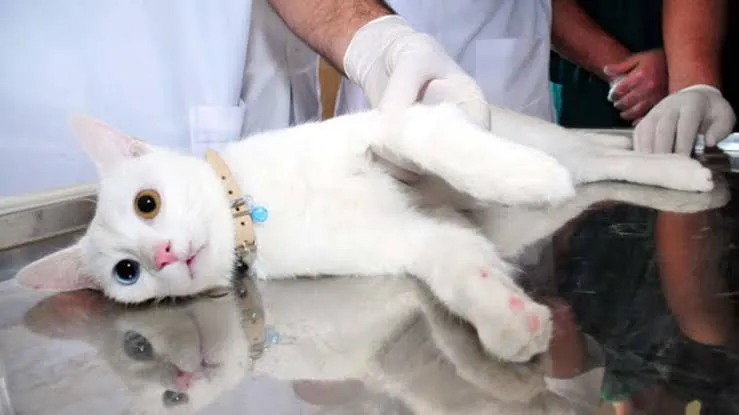 Konaklı Veteriner Kliniği foto 2