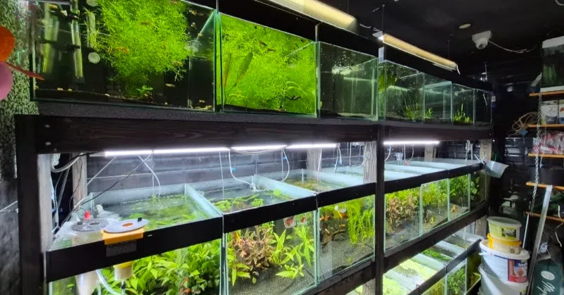 S.O.S. Akvaryum Petshop foto 2