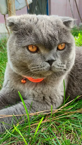 Pet Love Veteriner Kliniği foto 2
