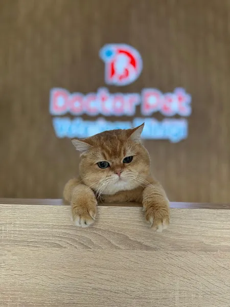 DoctorPet Veteriner Kliniği foto 2