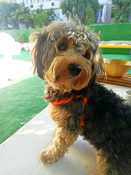 Dr. Dolittle Veteriner Sağlık Merkezi (Arif Sapmaz) foto 2