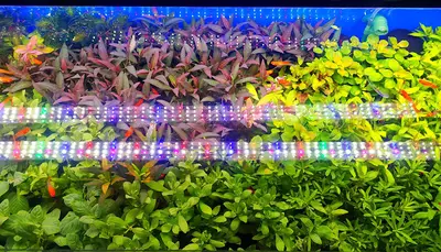 Koi Botanik fotoğrafı