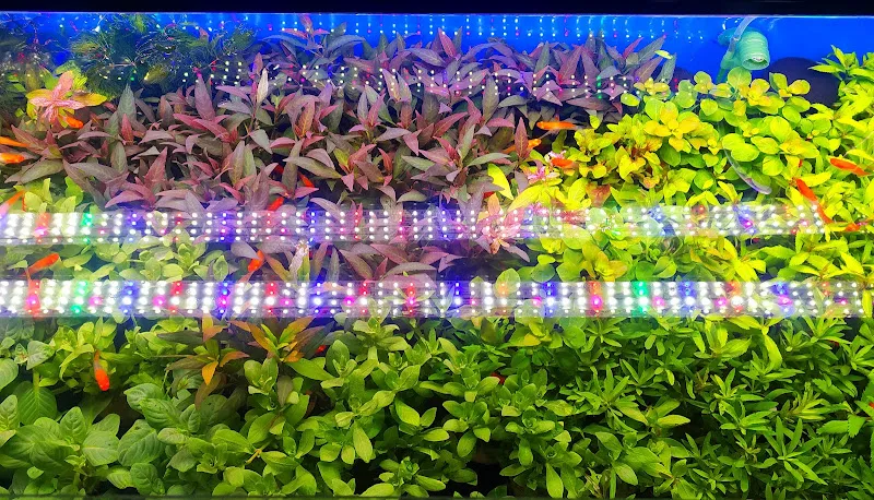 Koi Botanik foto 1