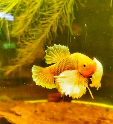 BEtta Breeding Bilal Erdem