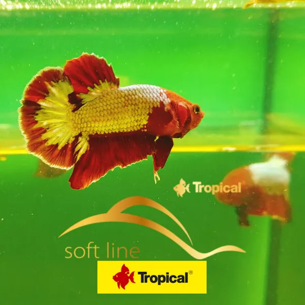 BEtta Breeding Bilal Erdem foto 2