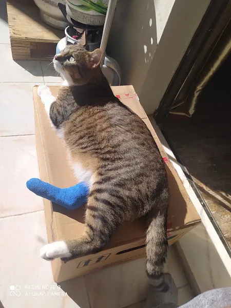 Adavet Veteriner Kliniği foto 2