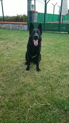 Riva Kennel fotoğrafı
