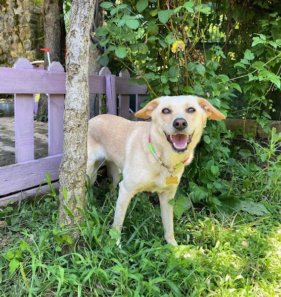 Riva Kennel foto 2