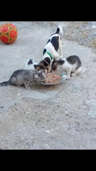 Anafarta veteriner kliniği - mazıdağı veteriner foto 2