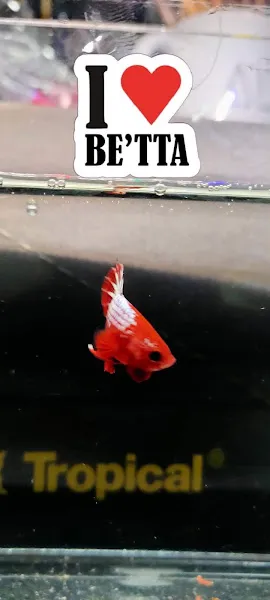 Bakioğlu BE Akvaryumculuk foto 2