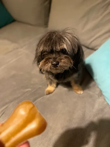 Nisantasi Petmania Veteriner foto 1
