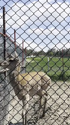 SANDIKLI KAPLICA / HAYVANAT BAHÇESİ