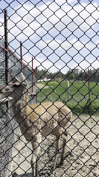 SANDIKLI KAPLICA / HAYVANAT BAHÇESİ foto 1