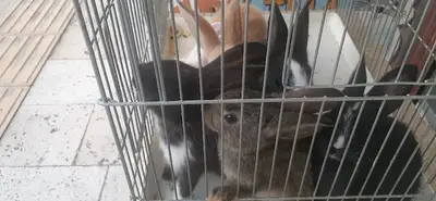 Lina petshop fotoğrafı
