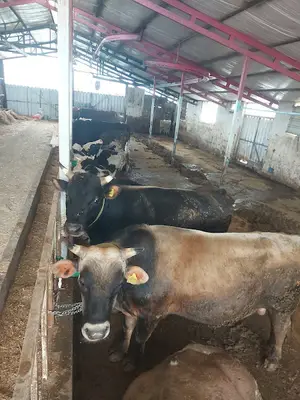 Şeker büyük baş ve küçük baş hayvan yetiştiriciliği