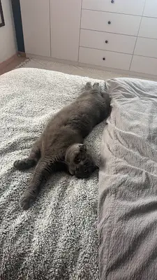 Altınova Petibör Veteriner Kliniği