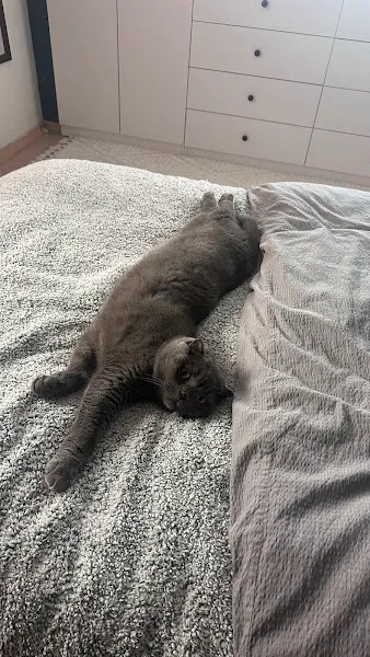 Altınova Petibör Veteriner Kliniği foto 1