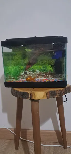 Ales PetShop foto 2