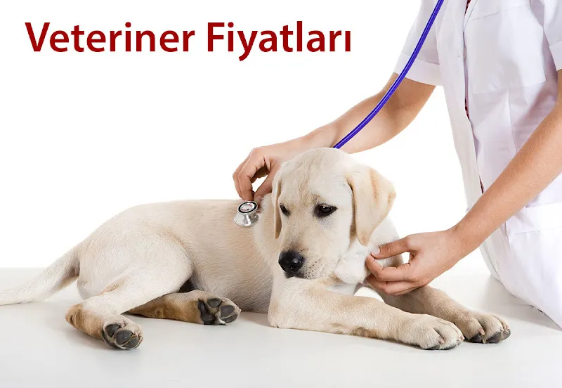Özlüce Linda Veteriner Kliniği foto 2