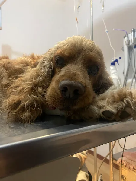 Petika Veteriner Kliniği foto 2