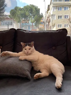 Pati Veteriner Muayenehanesi / Karaman mah.- Bursa