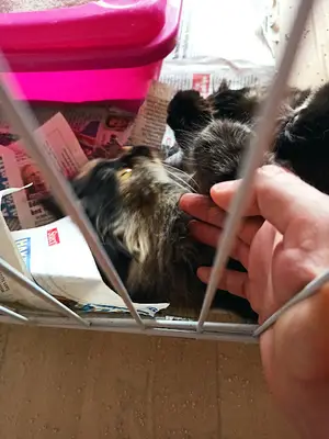 Puppy Vet fotoğrafı