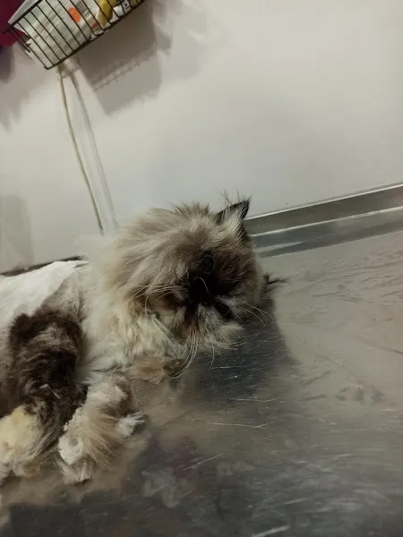 Puppy Vet foto 2