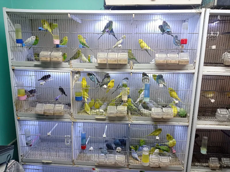 Meleğim Pet Market Lore Bird foto 2