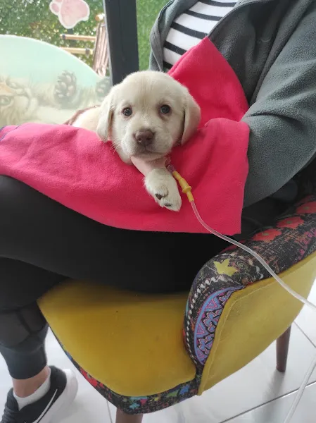 Labrador Retriever Turkey foto 2