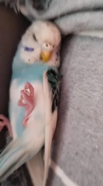 PaPi PETSHOP foto 2