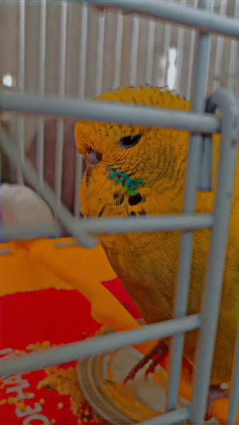 Merkez tekin petshop foto 2