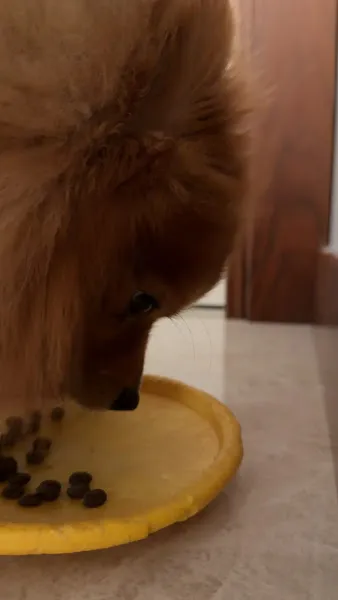 Petpal Plus Görükle foto 2