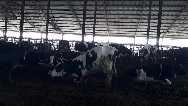 Çil Hayvancılık Besi Çiftliği foto 2