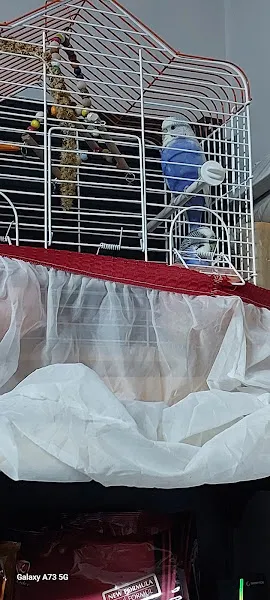 Sempati petshop akvaryum foto 2