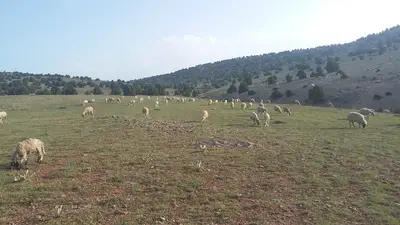 Eskişehir kurbanlık adaklık celik kardeşler hayvancılık