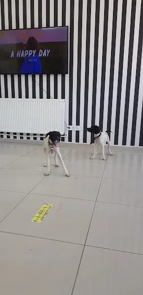 Denizli WellVet Veteriner Sağlık Merkezi foto 2