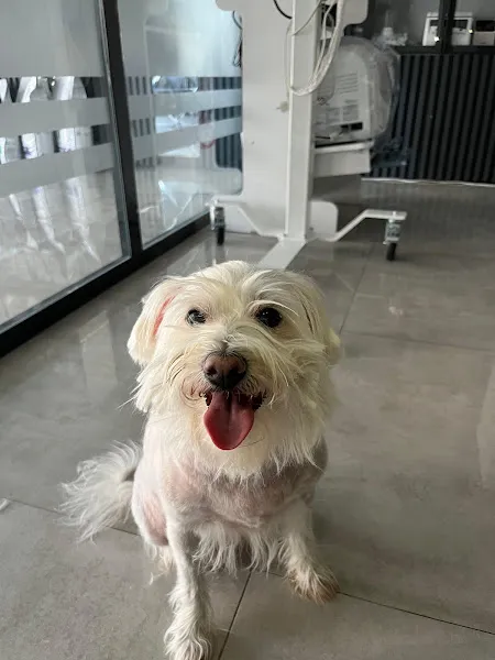Gümüşler Veteriner Kliniği foto 2