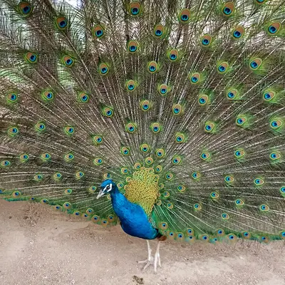 Çamlık Hayvanat Bahçesi fotoğrafı
