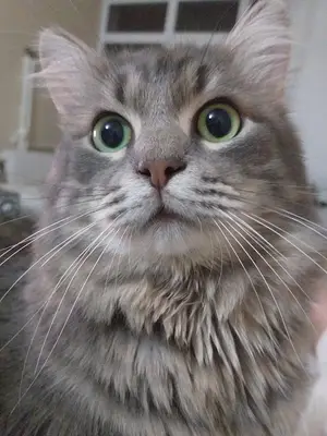 Luna Luna Veteriner Kliniği (Uluç ERKAN)