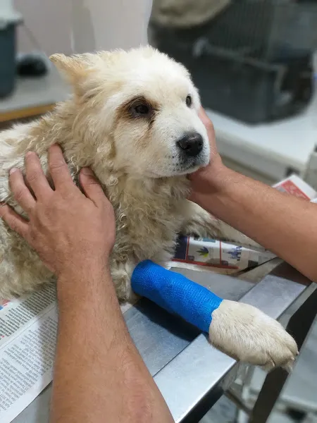 Luna Luna Veteriner Kliniği (Uluç ERKAN) foto 2