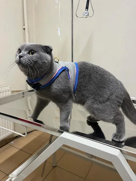 Er-Palo Veteriner Kliniği foto 1