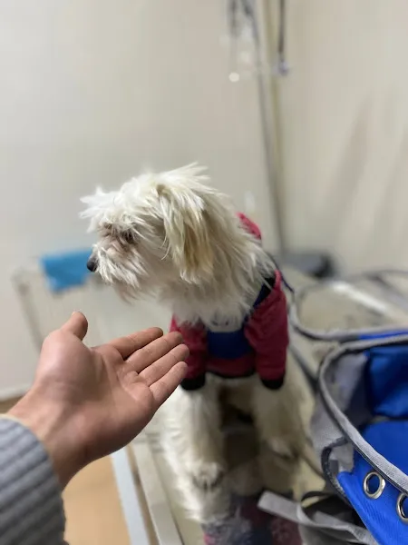 Er-Palo Veteriner Kliniği foto 2