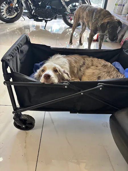 Paties Veteriner Kliniği foto 2