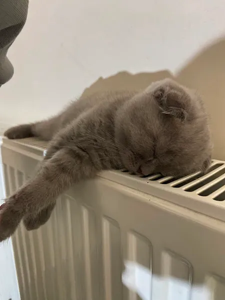 Petrona Veteriner Kliniği foto 2
