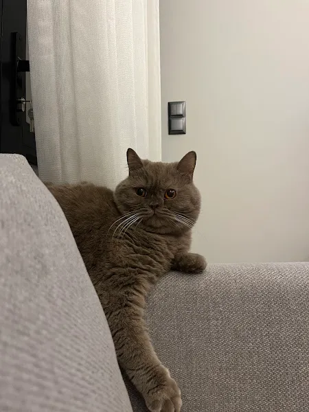 Animallys Veteriner Kliniği foto 2