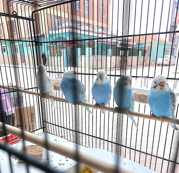 Kanatlı dünyam foto 2