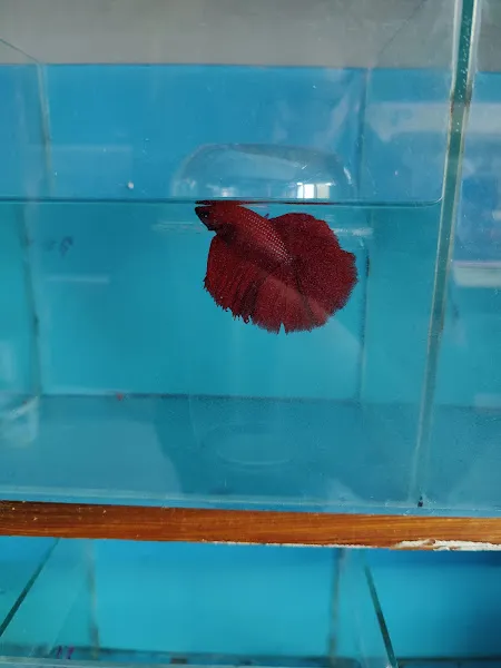 İnegöl.akvaryum.hobisi foto 2