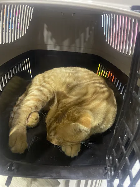Puppyloji Veteriner kliniği foto 2
