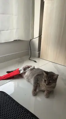 M. Ali Güçlü Veteriner Muayenehanesi